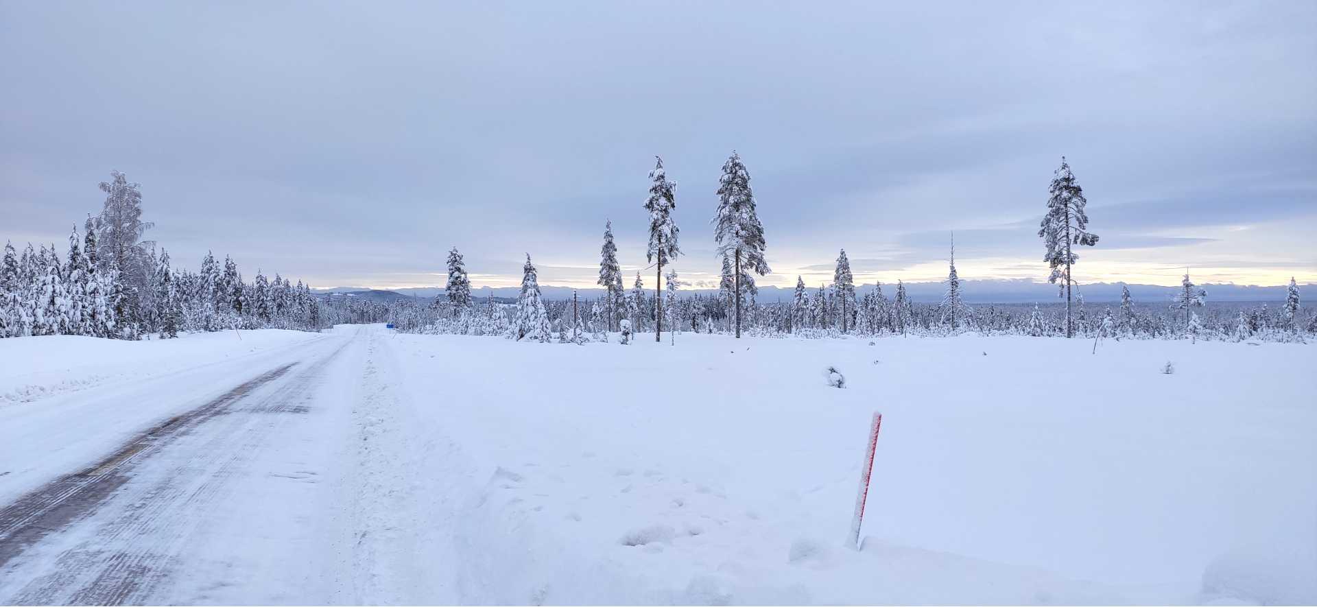 weg met besneeuwde bomen