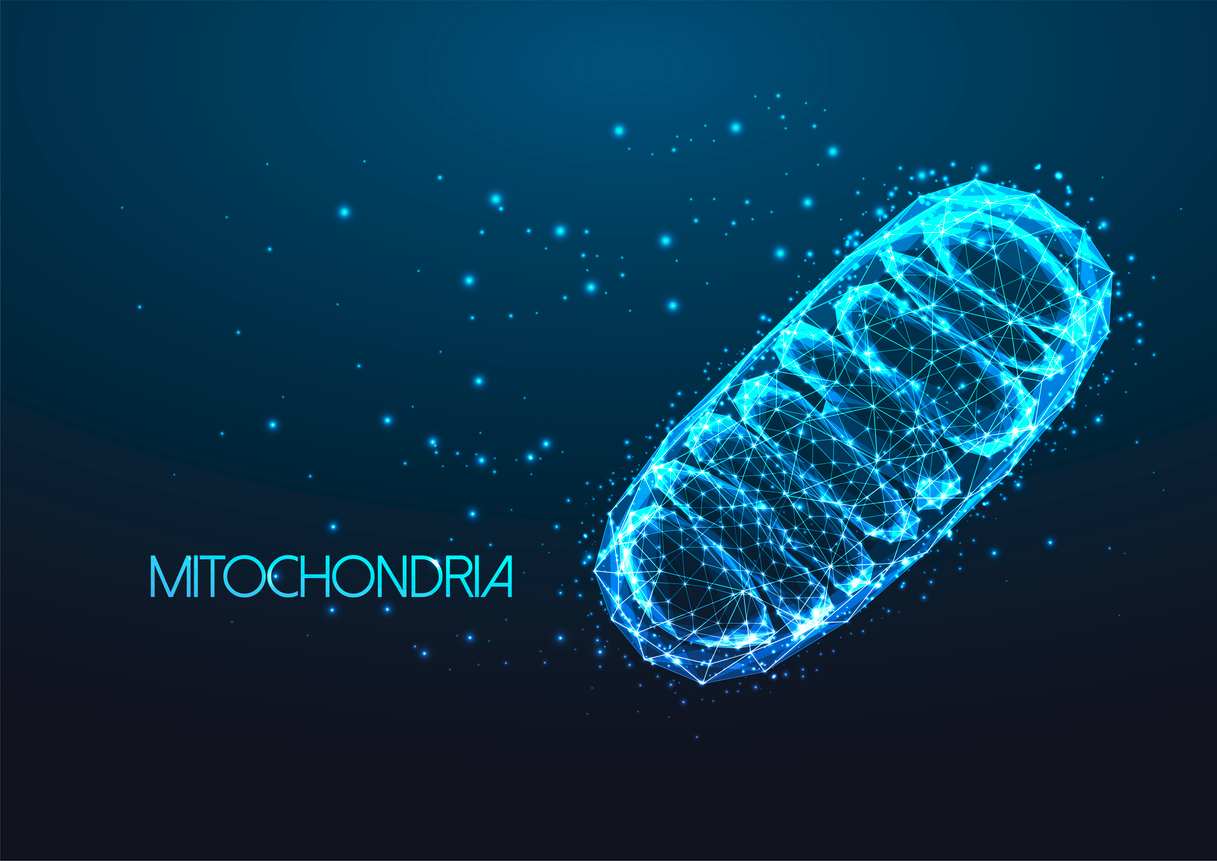 Mitochondrien zijn de energiefabriekjes van ons lichaam. Zij zijn talrijk aanwezig in bruin vet